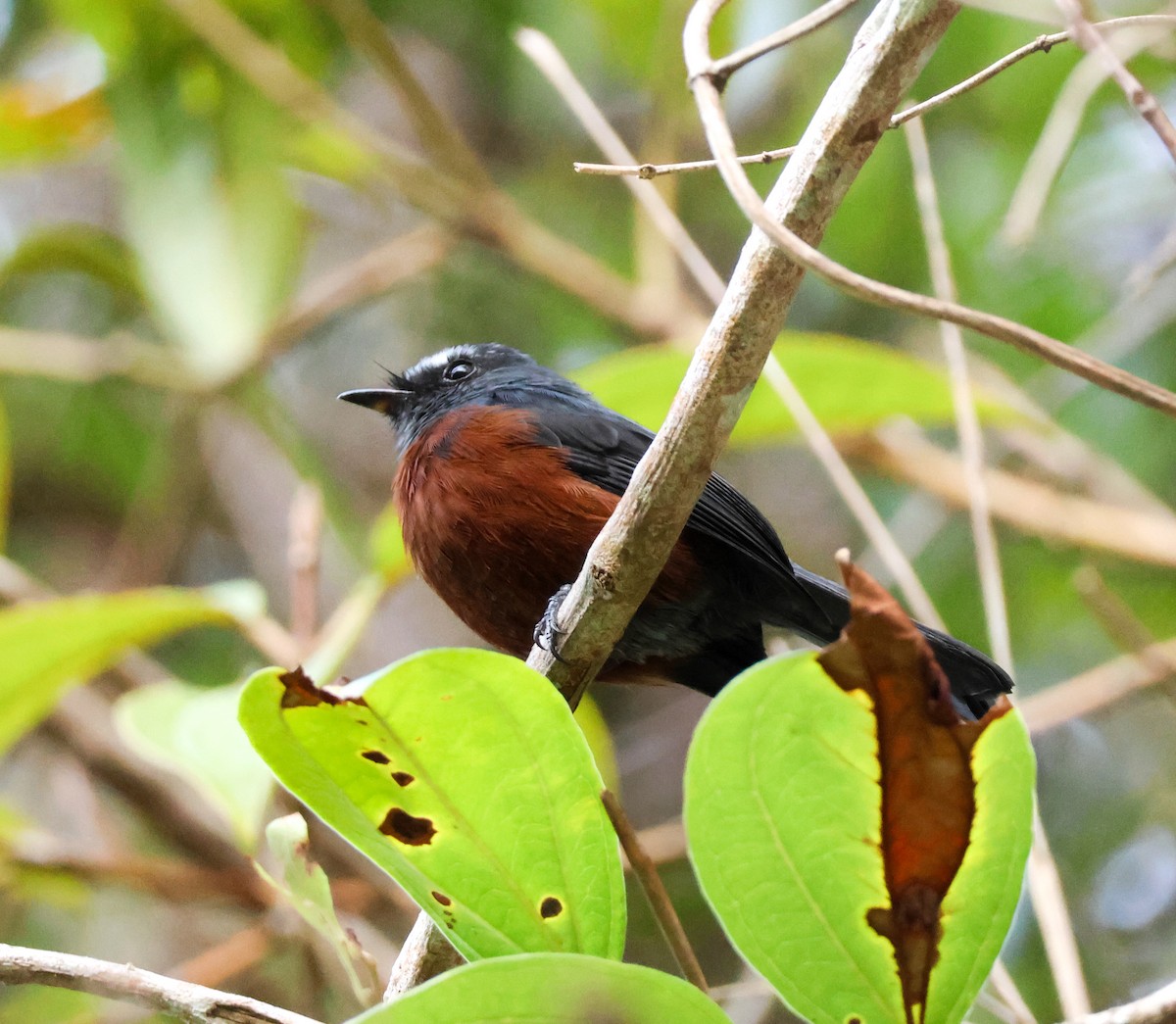 Chestnut-bellied Chat-Tyrant - ML647132158