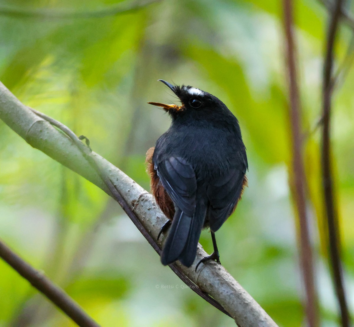 Chestnut-bellied Chat-Tyrant - ML647132159