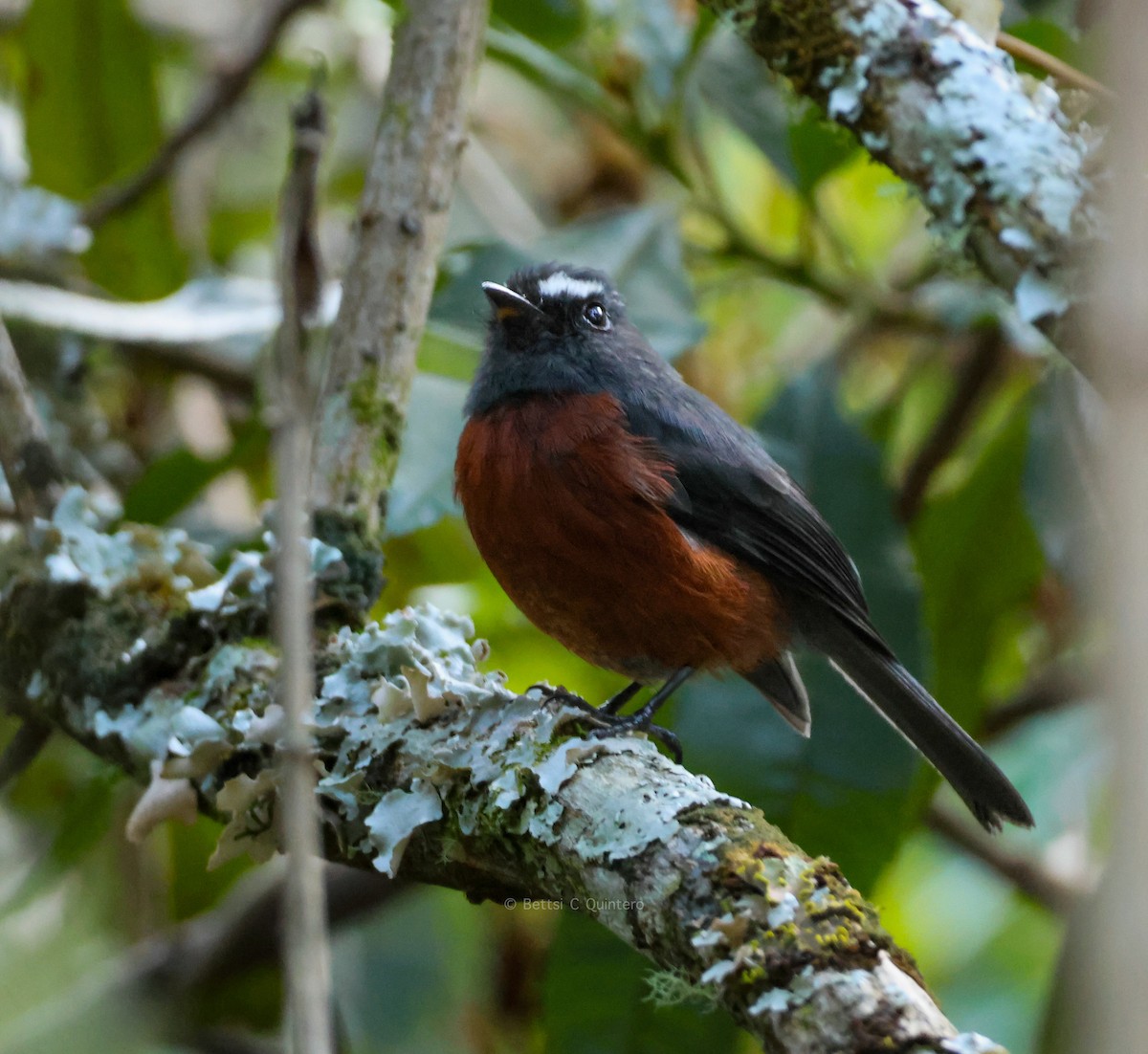 Chestnut-bellied Chat-Tyrant - ML647132160
