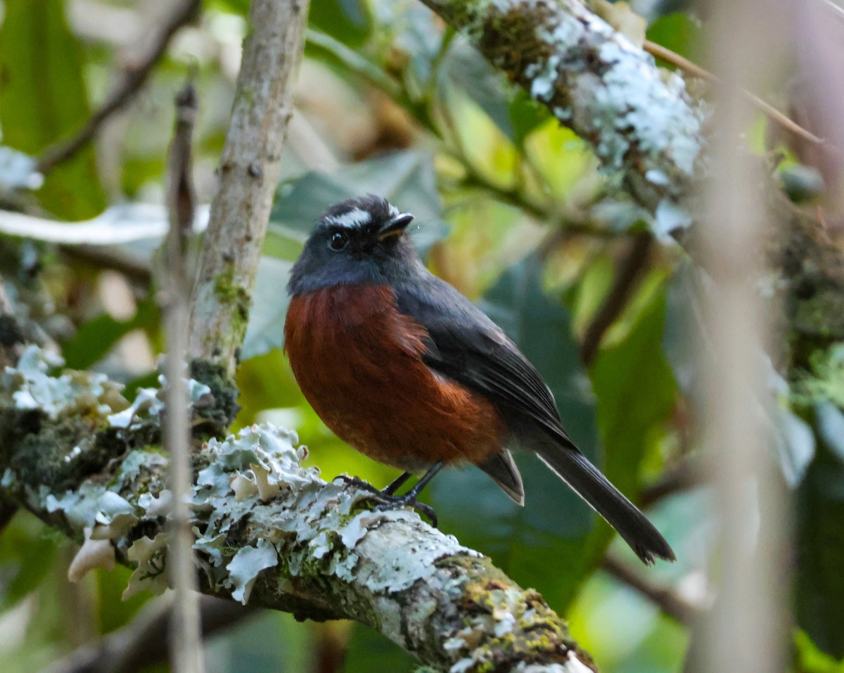 Chestnut-bellied Chat-Tyrant - ML647132161