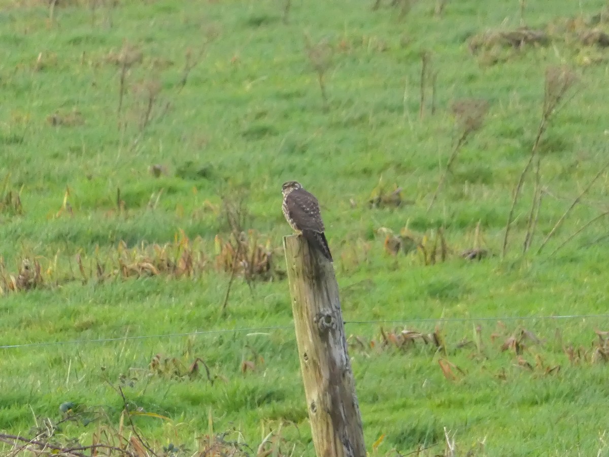 Merlin - ML647132164