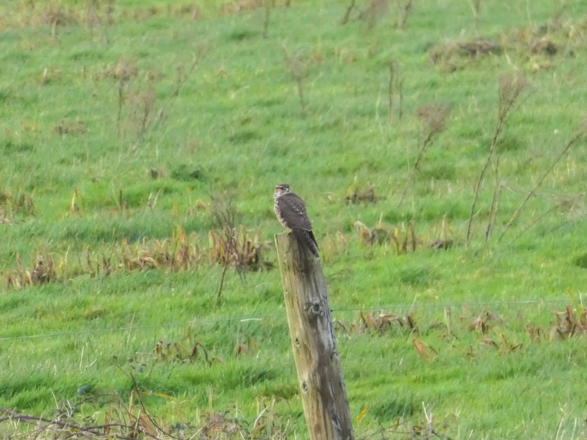 Merlin - ML647132165