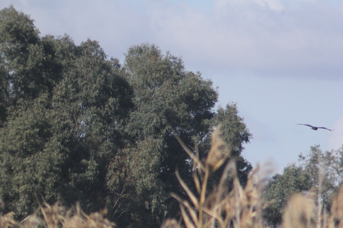 Águila Moteada - ML647132166