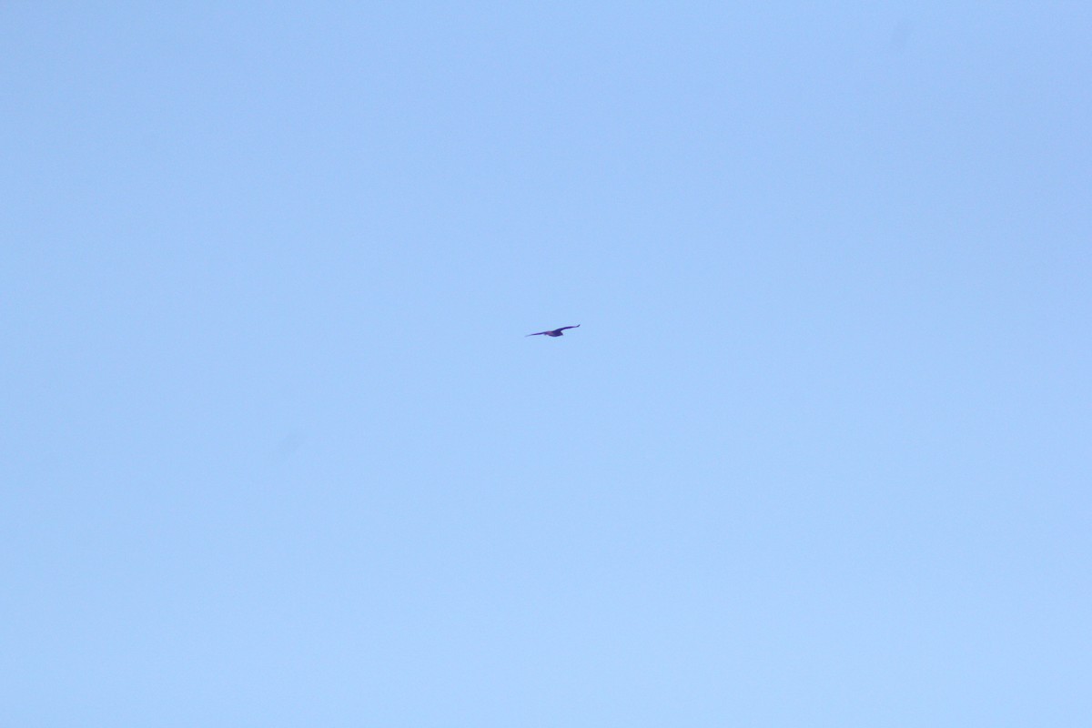 Águila Moteada - ML647132175