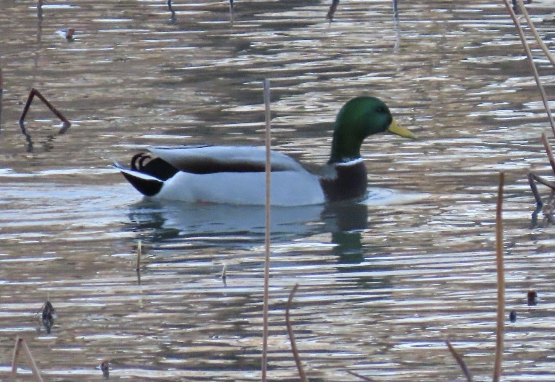 Mallard - ML647132176