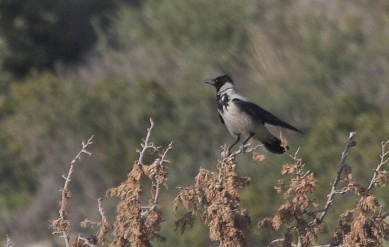 Hooded Crow - ML647132183