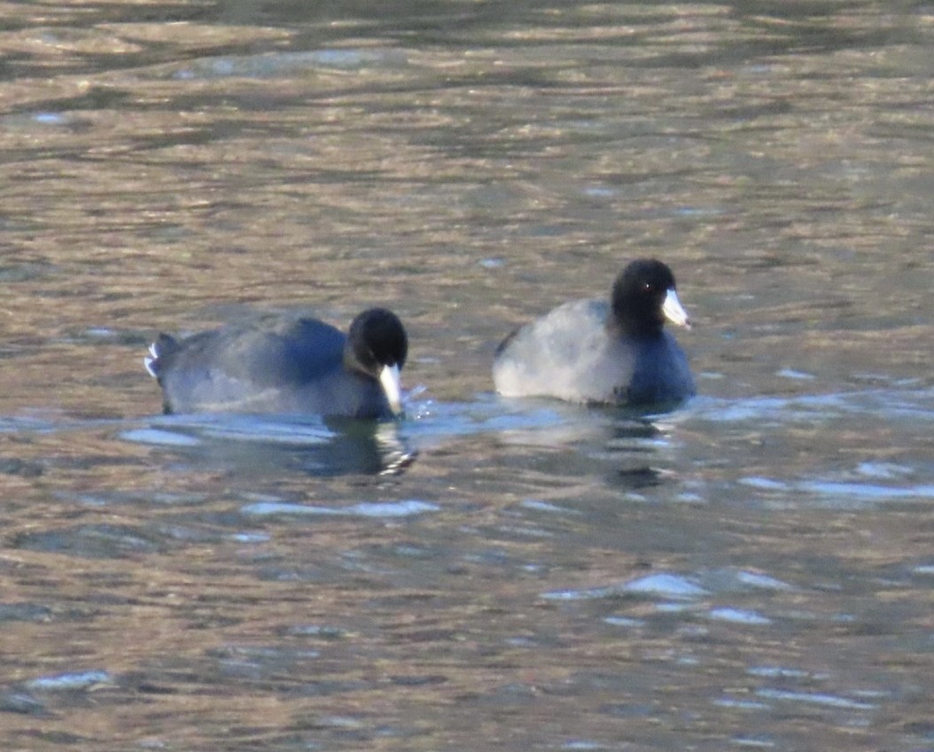 American Coot - ML647132184