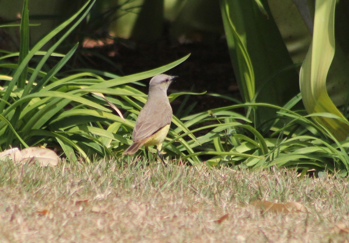 Cattle Tyrant - ML647132199