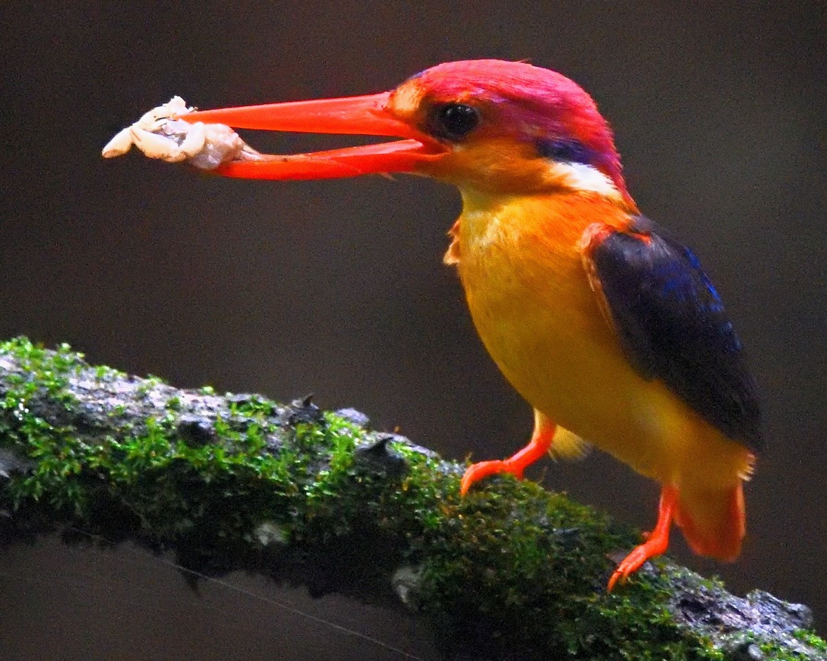 Black-backed Dwarf-Kingfisher - ML647132200