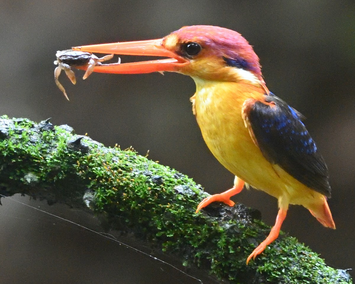 Black-backed Dwarf-Kingfisher - ML647132203