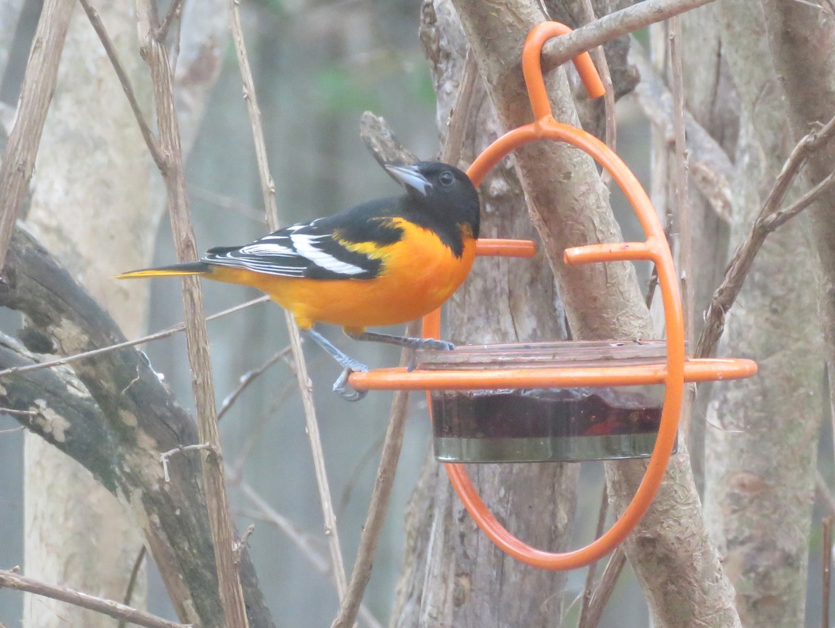 Балтиморский трупиал - ML647132206