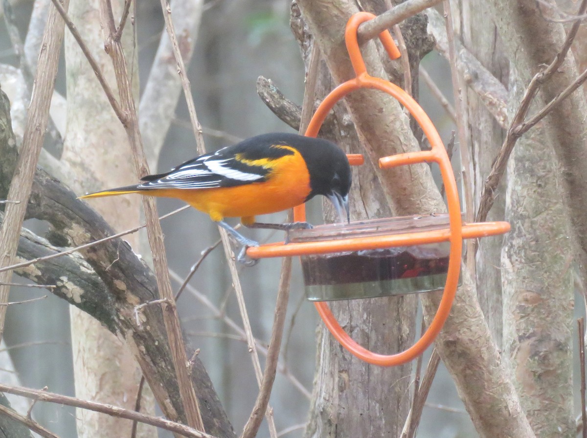 Балтиморский трупиал - ML647132207