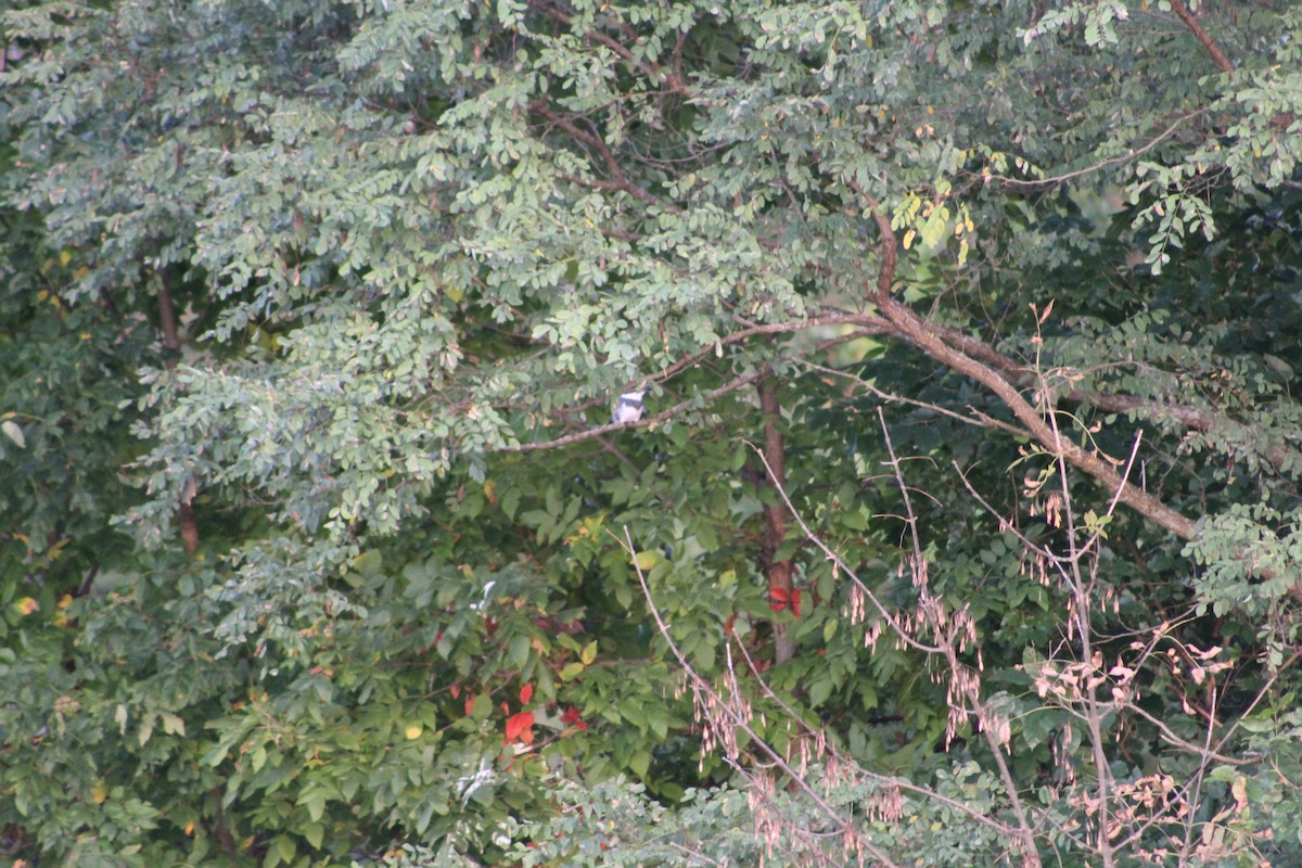 Belted Kingfisher - ML647132213