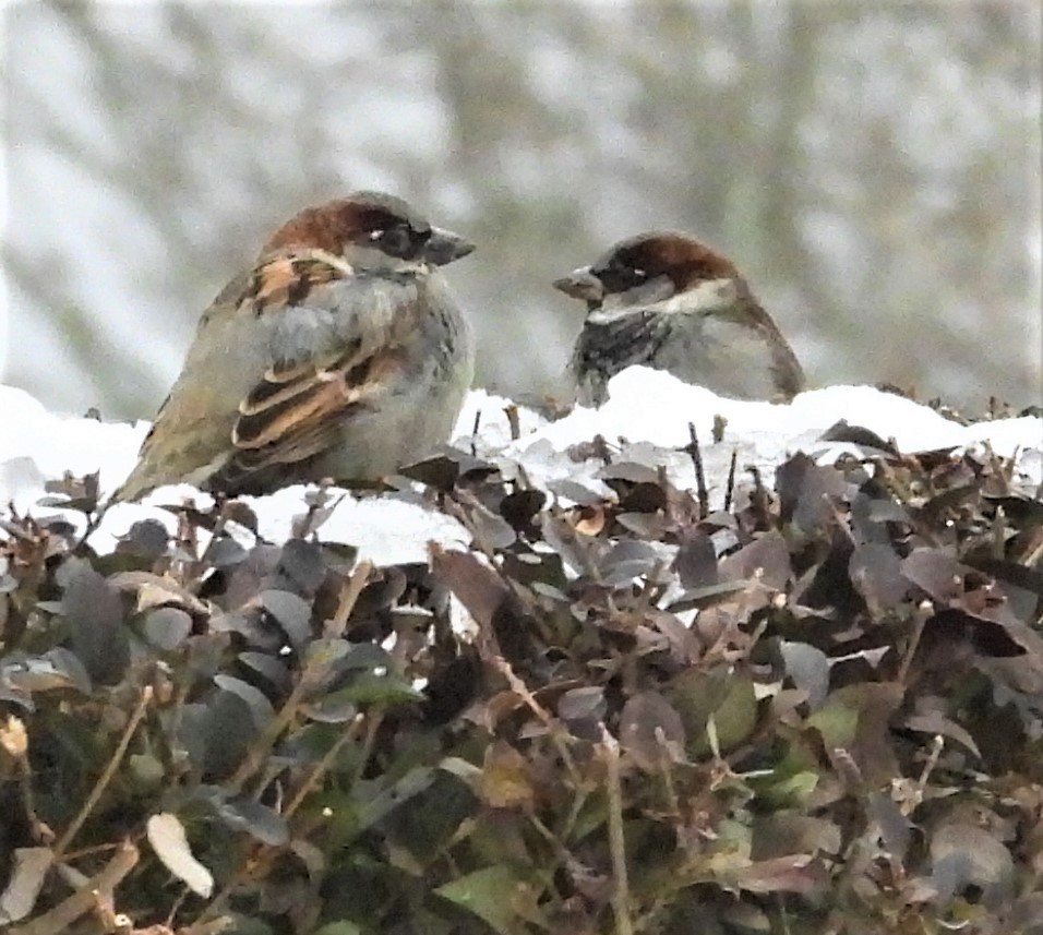 דרור הבית - ML647132223
