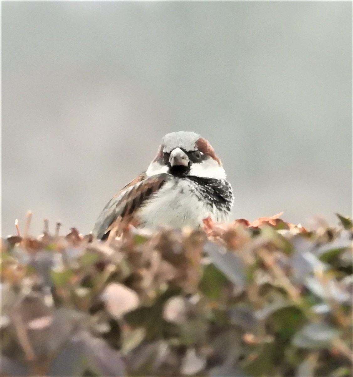 דרור הבית - ML647132224