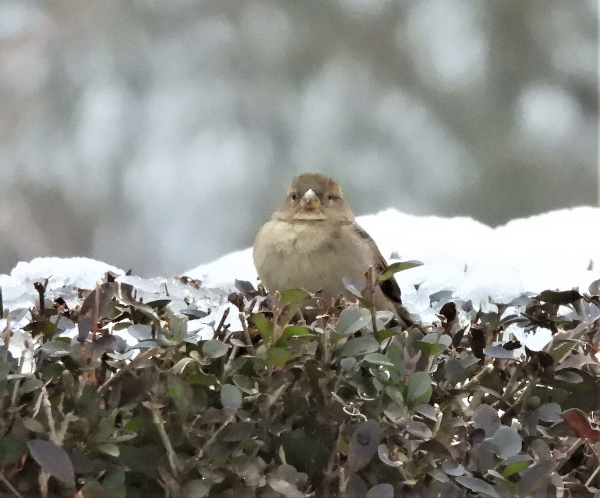 דרור הבית - ML647132225