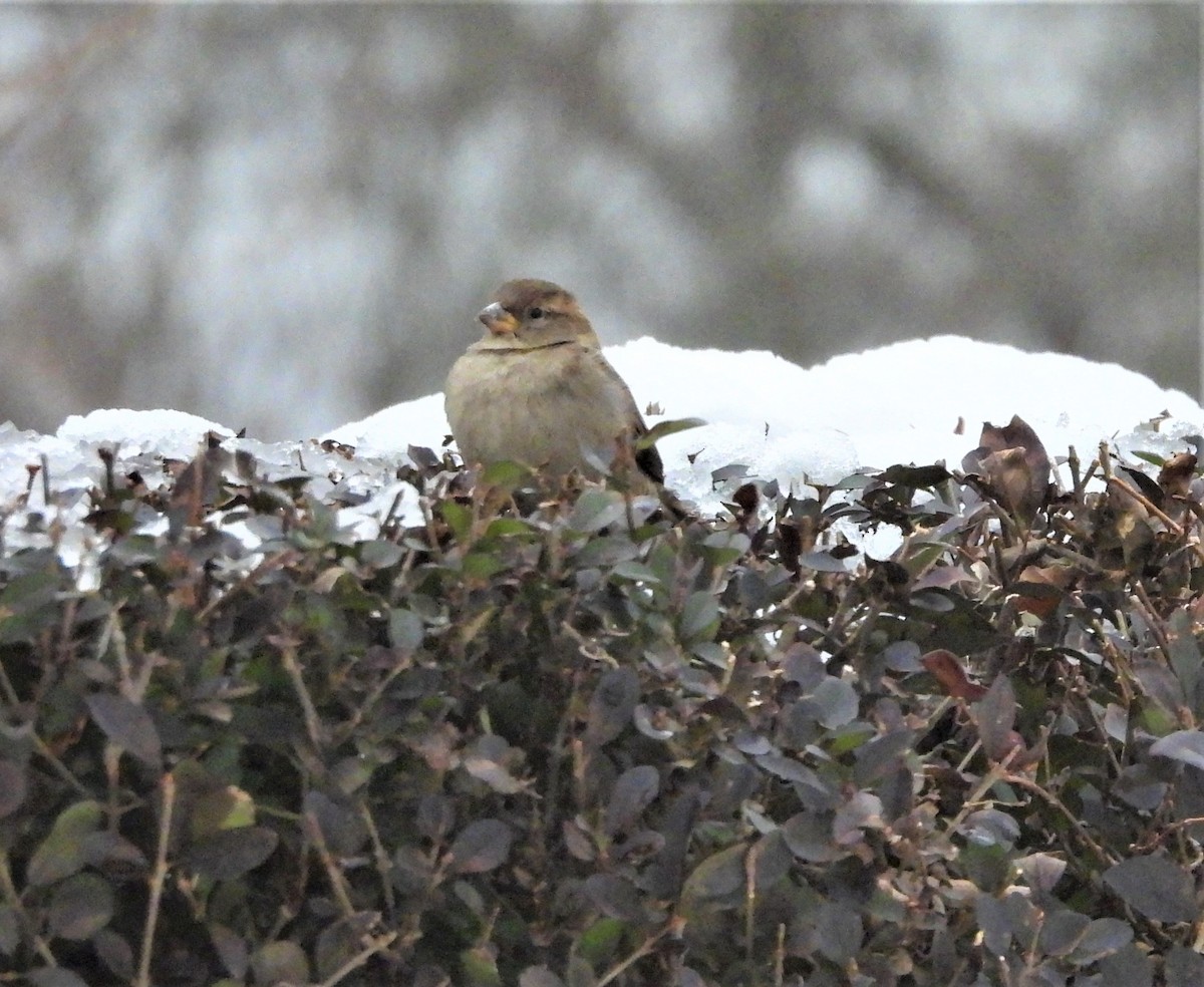 דרור הבית - ML647132226
