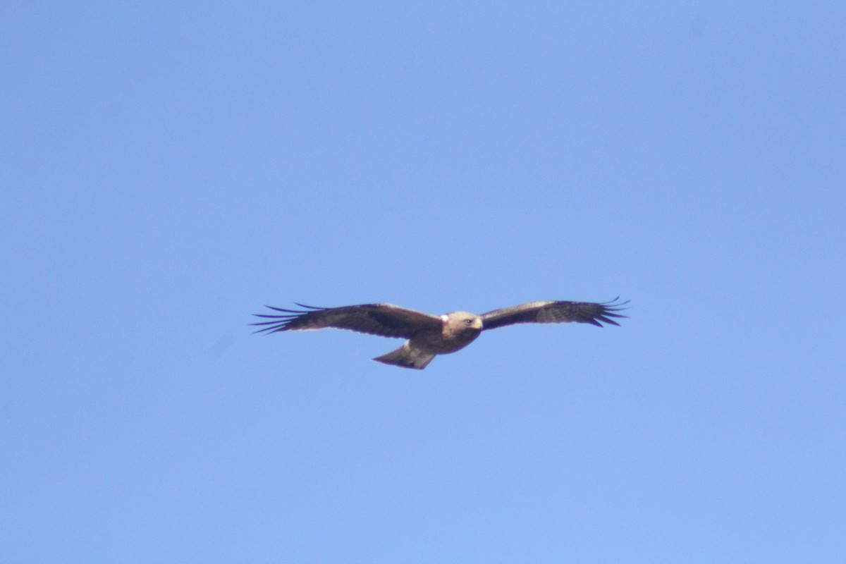 Booted Eagle - ML647132240