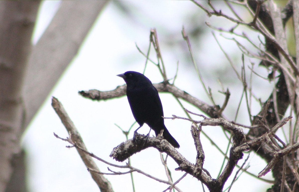 Shiny Cowbird - ML647132242