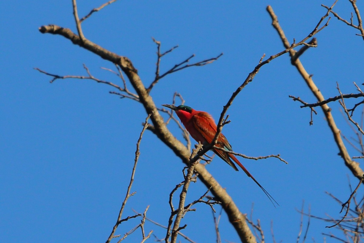 Southern Carmine Bee-eater - ML647132243