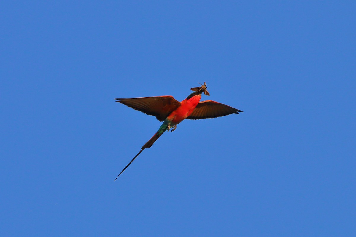 Southern Carmine Bee-eater - ML647132244