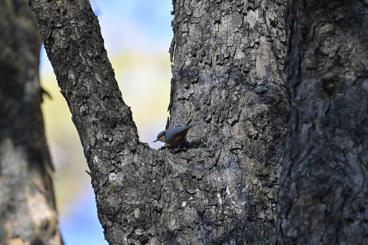 White-tailed Nuthatch - ML647132247