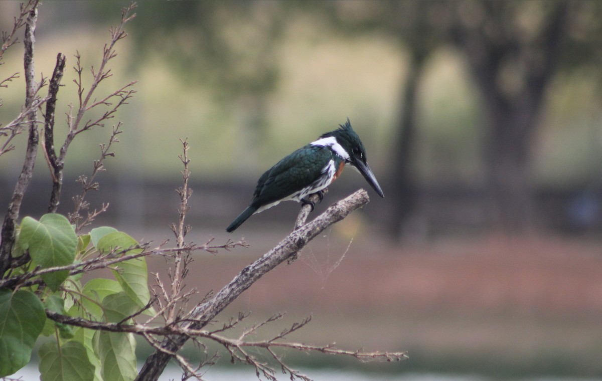 Amazon Kingfisher - ML647132253