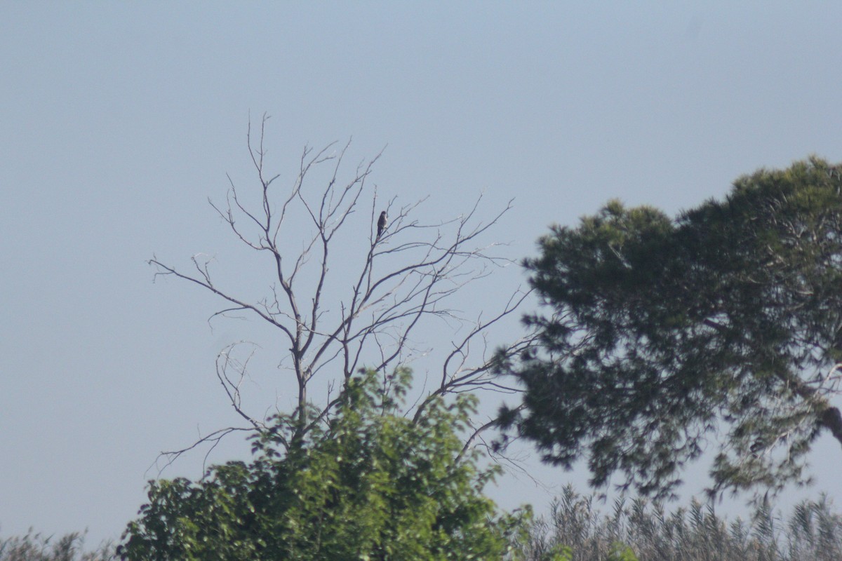 Merlin - ML647132264