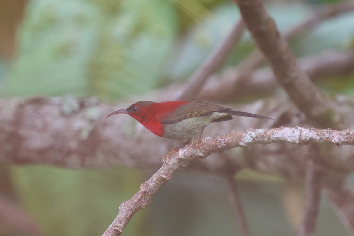 Crimson Sunbird - ML647132268
