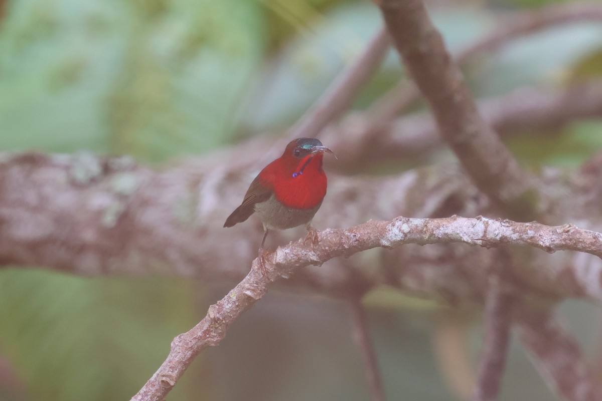 Crimson Sunbird - ML647132269