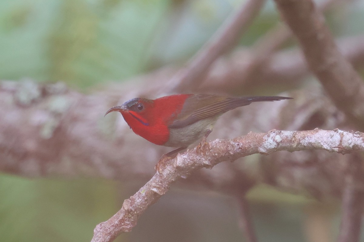 Crimson Sunbird - ML647132270