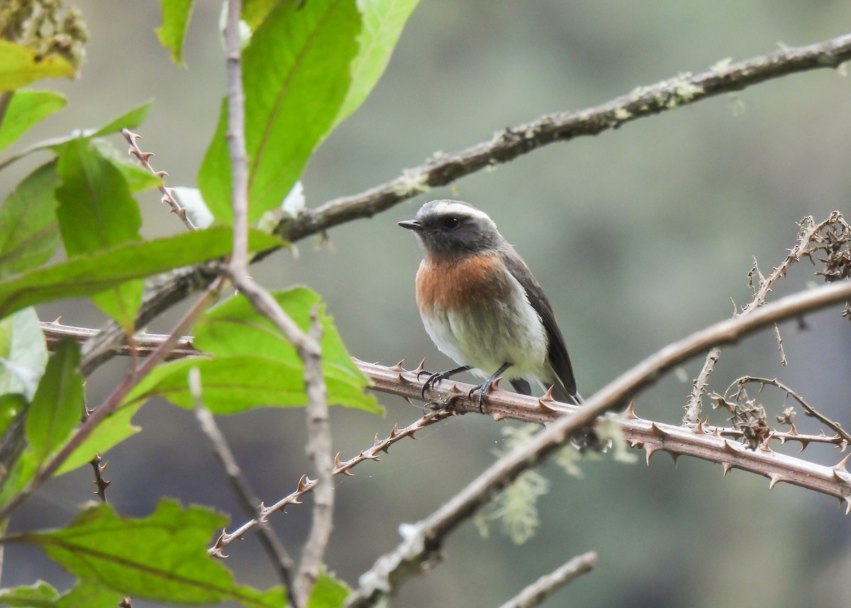 Rufous-breasted Chat-Tyrant - ML647132279
