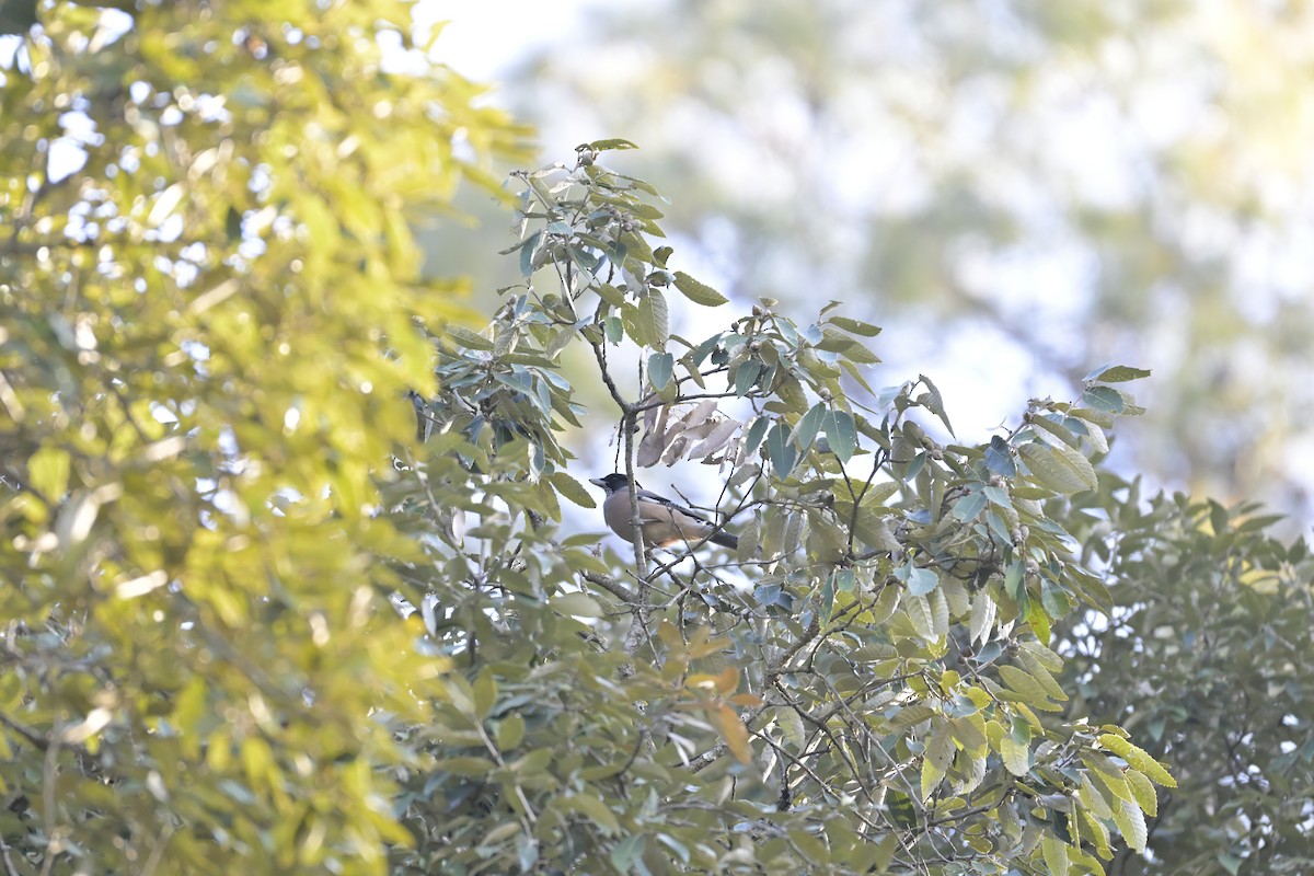 Black-headed Jay - ML647132294