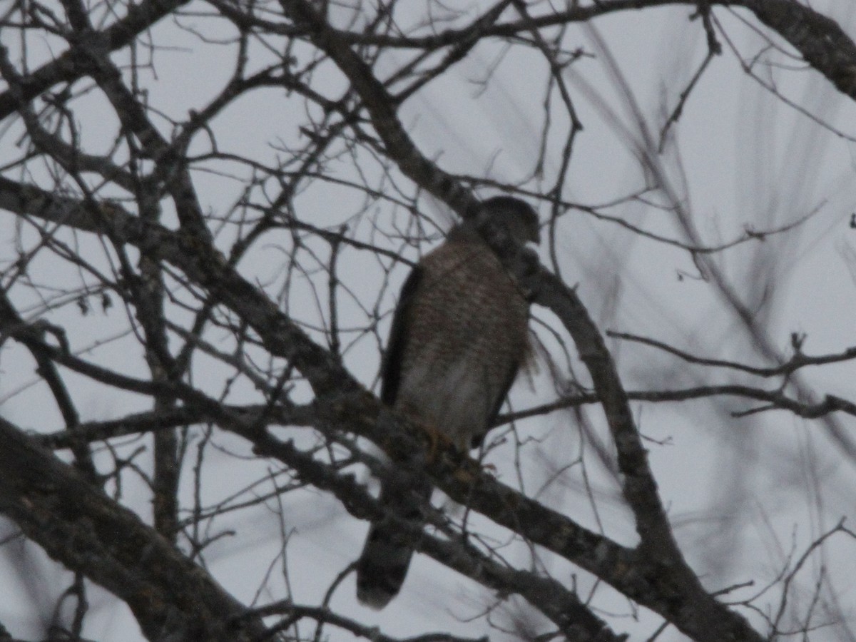 Cooper's Hawk - ML647132303