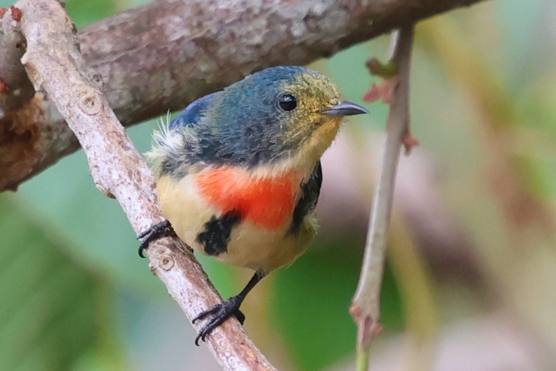 Fire-breasted Flowerpecker - ML647132309