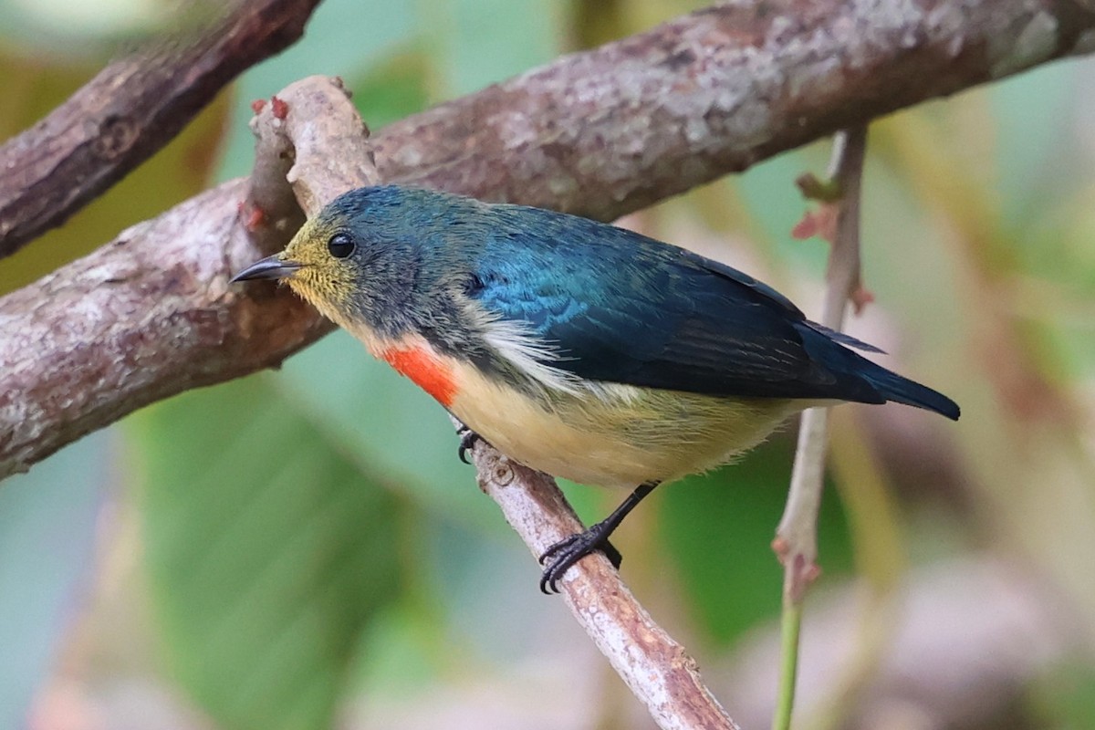 Fire-breasted Flowerpecker - ML647132310