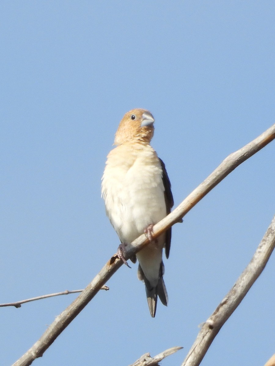 כסוף-מקור אפריקני - ML647132321
