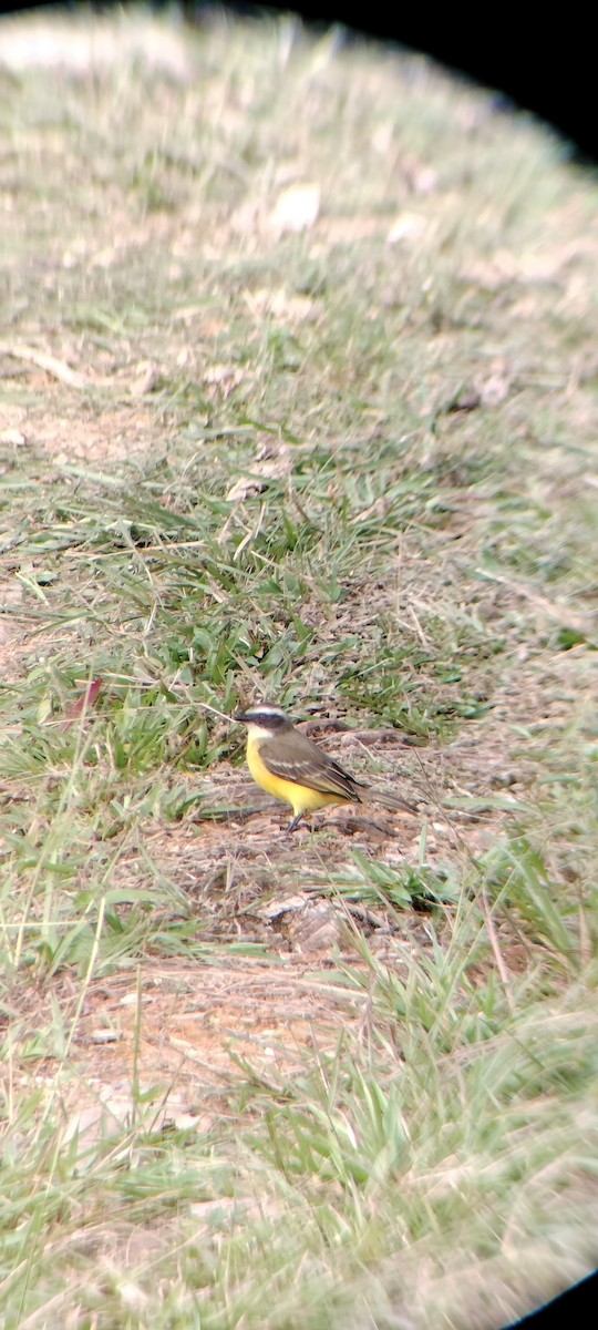 Social Flycatcher - ML647132322