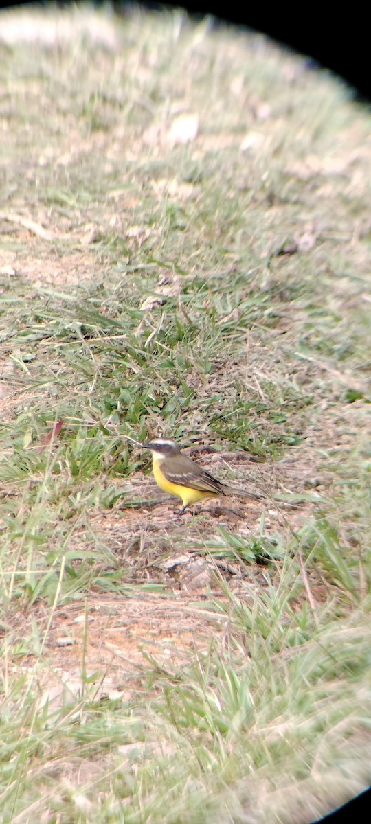 Social Flycatcher - ML647132323