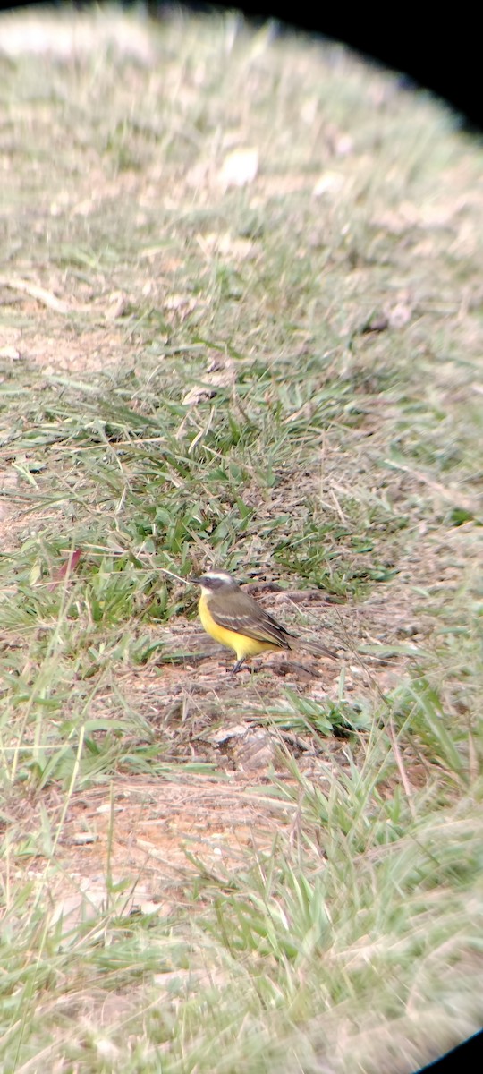 Social Flycatcher - ML647132324