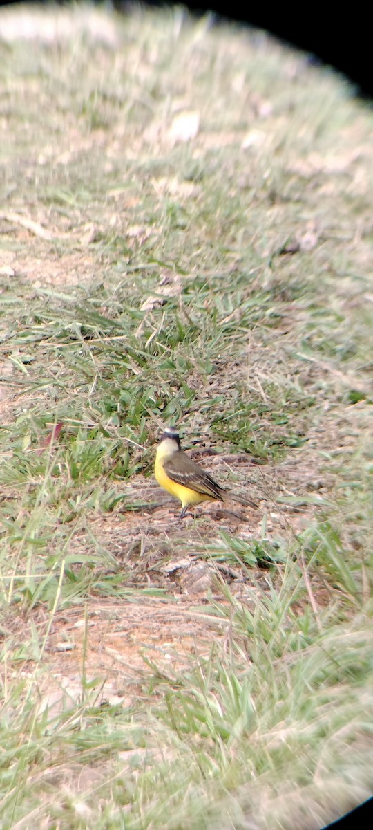 Social Flycatcher - ML647132325