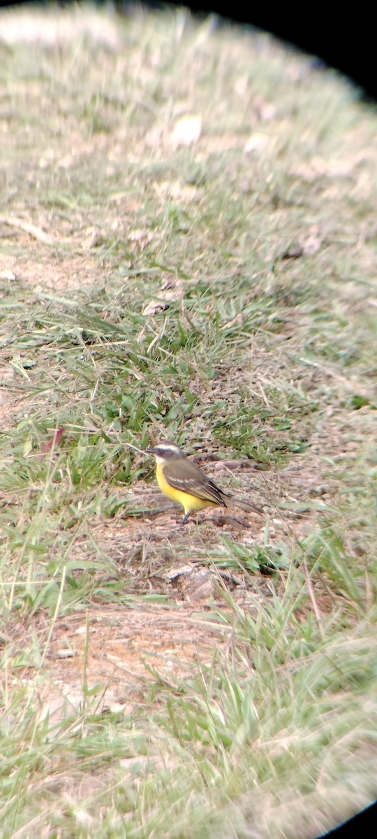 Social Flycatcher - ML647132326