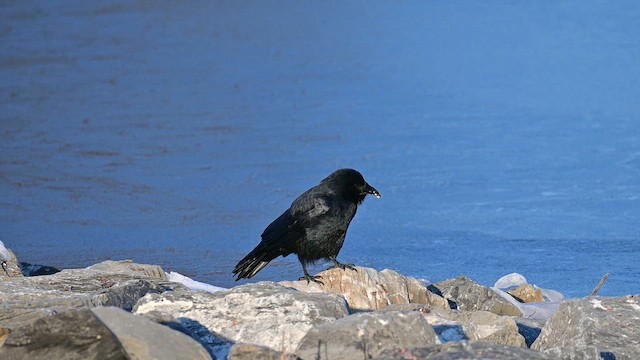 Fish Crow - ML647132328