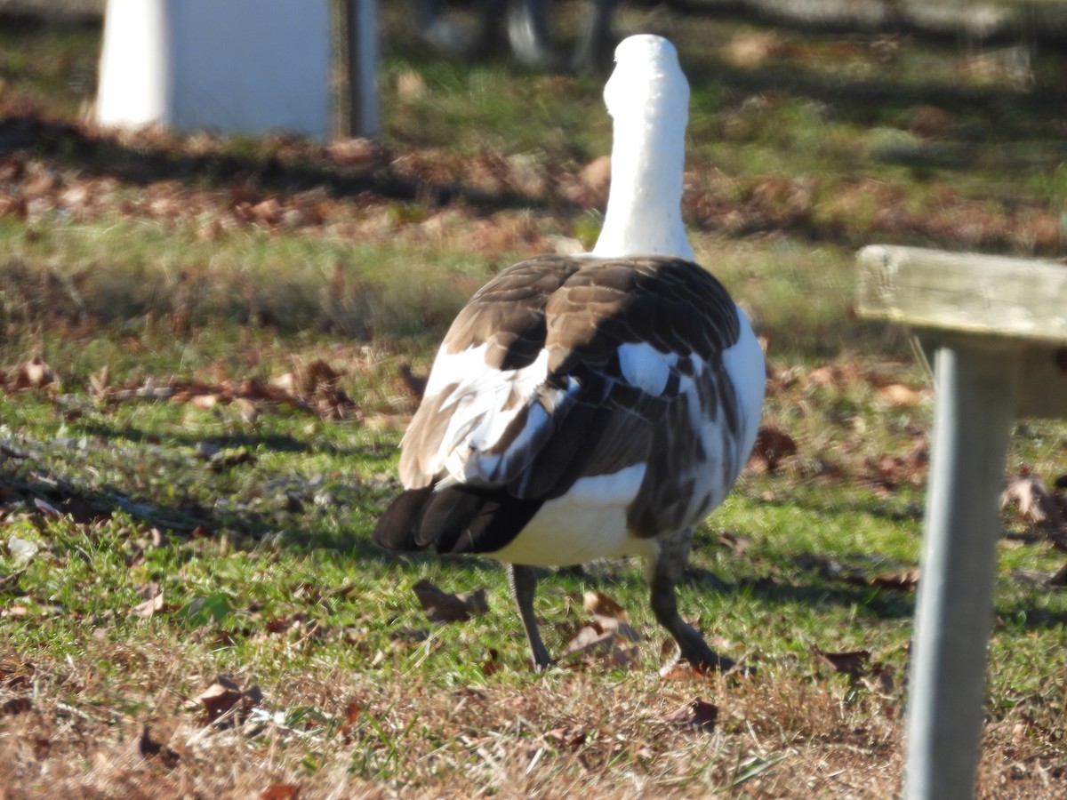 Канад галуу - ML647132329