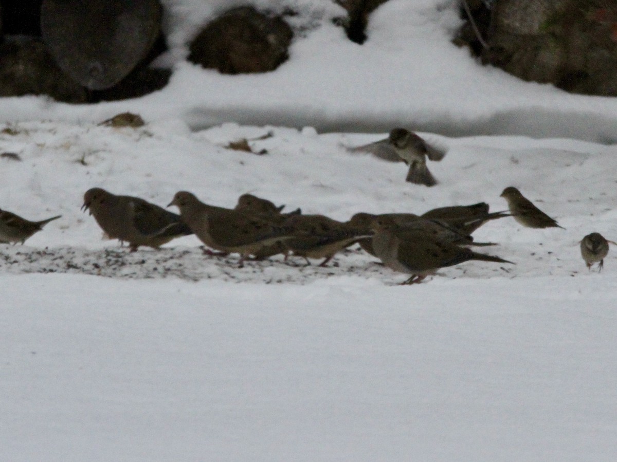 Carolinataube - ML647132332