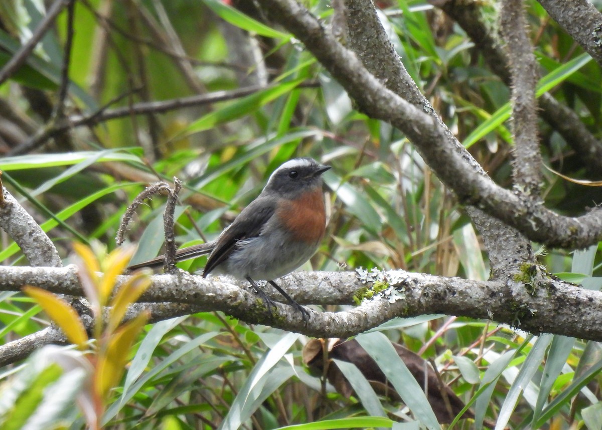 Rufous-breasted Chat-Tyrant - ML647132338