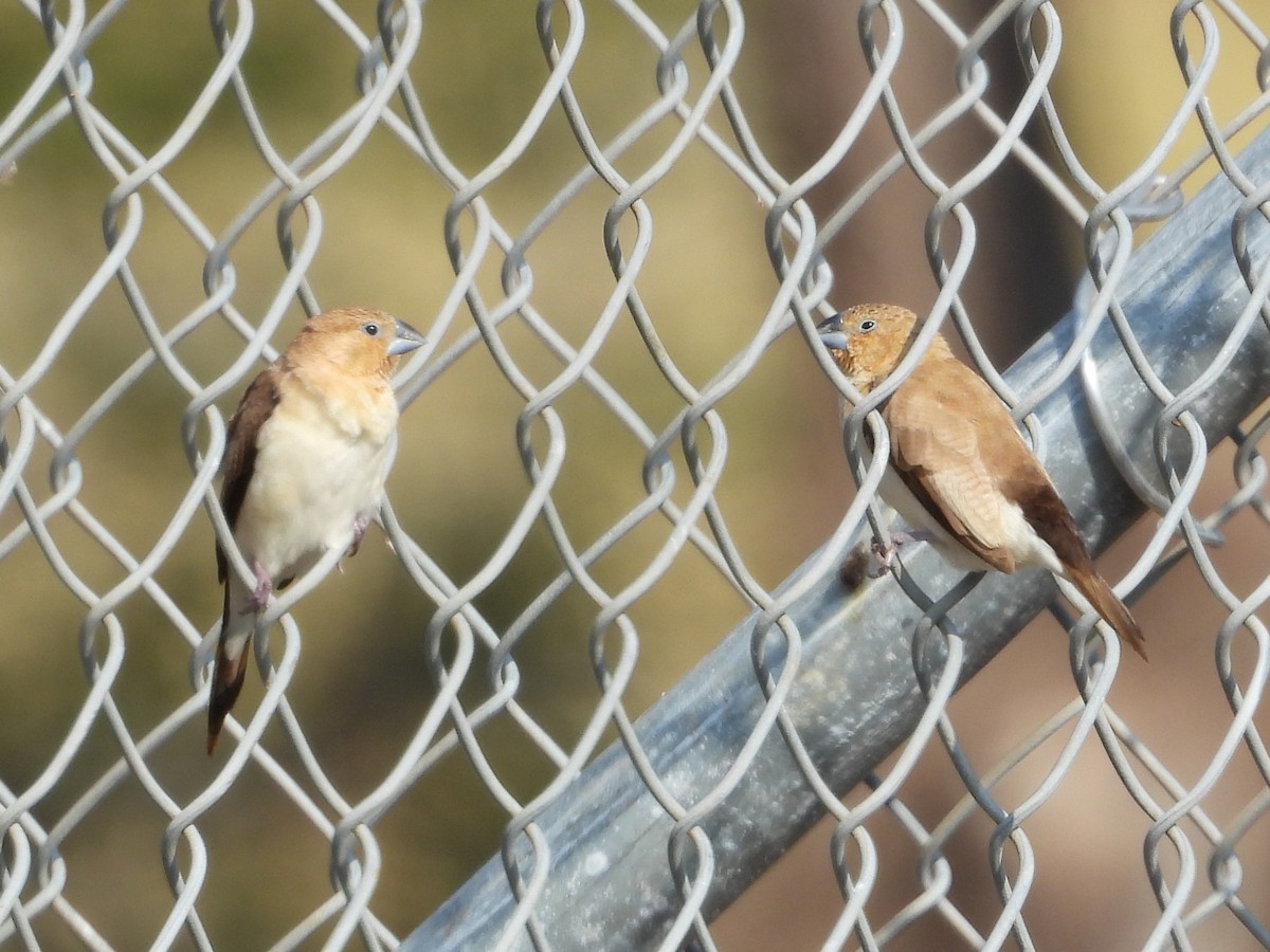 כסוף-מקור אפריקני - ML647132341