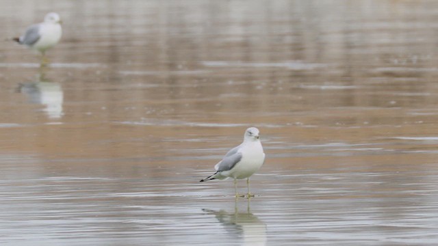 Ring-billed Gull - ML647132342