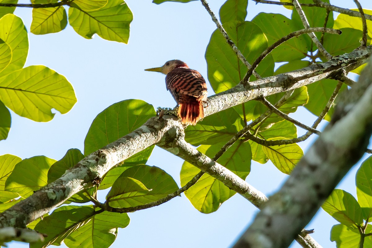 Bay Woodpecker - ML647132344