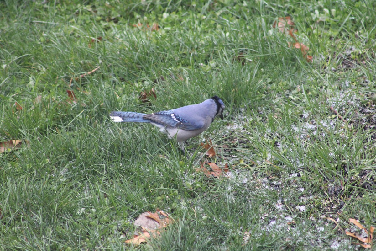 Blue Jay - ML647132346